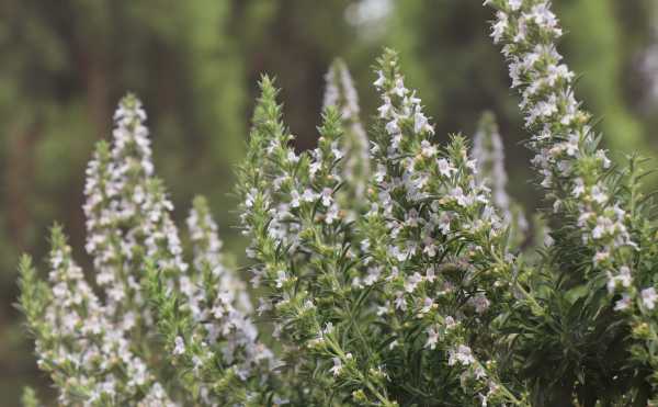  - Essential Oils